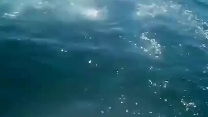 Ненормалник се хвърля на акула