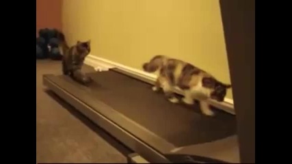 Котки на фитнес 