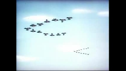 090. Tom & Jerry - Southbound Duckling (1955)