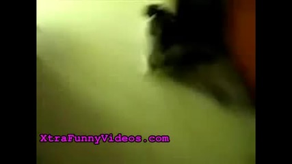 Котки шофират