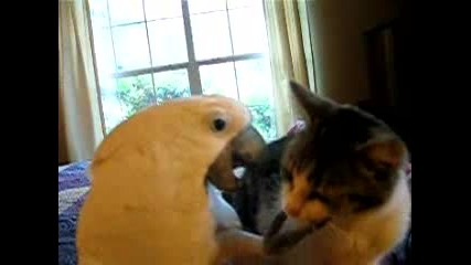 Голямата любов между котката и папагала