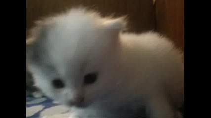 малки, сладки котенца
