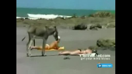 магаре на плажа