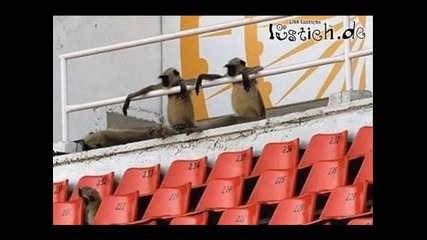 Das beste von lustichde Very funny sehr lustig 
