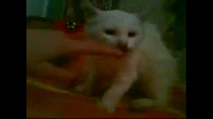 Лудо Коте