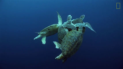 Опасна любов: Зелени морски костенурки