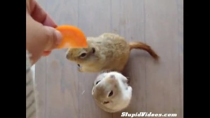 Катерички се бият за морков 