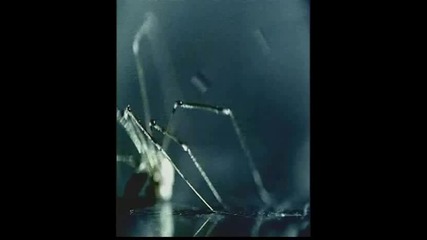 Disturbed - Stricken (2nafish)