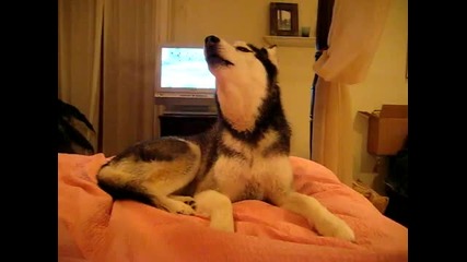 Husky Dog Talking - _ I love you _