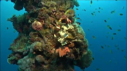 Подводната Градина