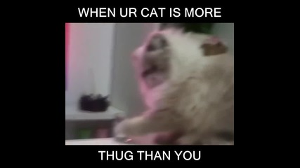 Thug Life котенце :)