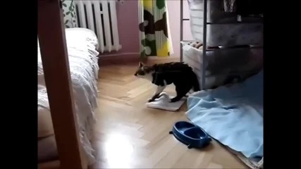 От котката кенгуру нестава