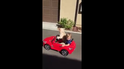 Куче кара малко момче в детска кола