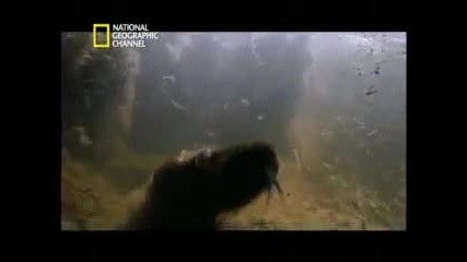 The Best Snake