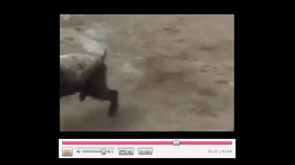 dogs vs pig 