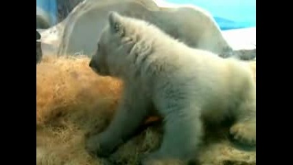 Sleepy polar bear cub