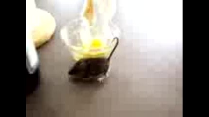 Мишка се опитва да избяга 