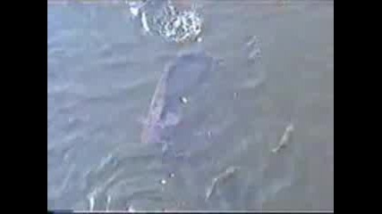 Чернобилски риби