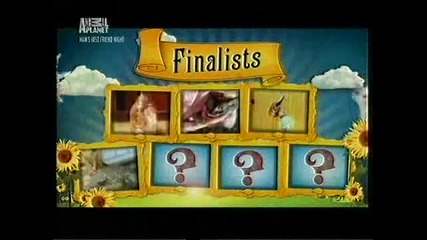 Най-очарователният Домашен Любимец На Америка 26.08.2013 Бг Субтитри