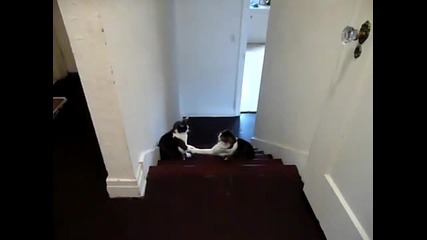 Бокс с котки ...