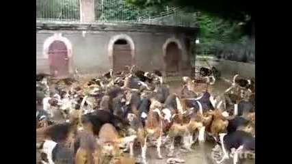 Ето как се хранят 120 кучета 