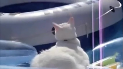 Fail Compilation (animals) March 2013