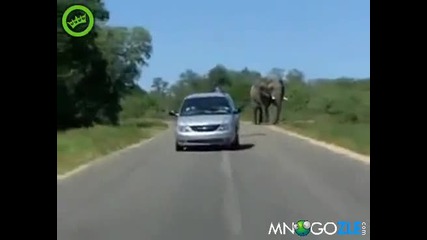 На косъм от яростта на слон !