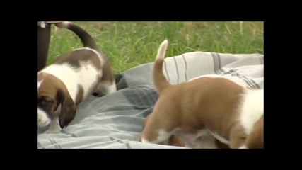 First Time Outdoors! 26 Day Old Basset Hound Puppies