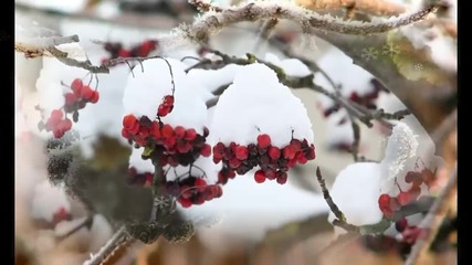 Winter garden ... ... (music Victor Huynh) ... ...