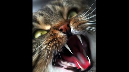 * Cats * 