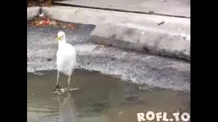 Птица изяжда жаба 