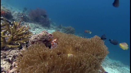 Обитателите на кораловия риф 