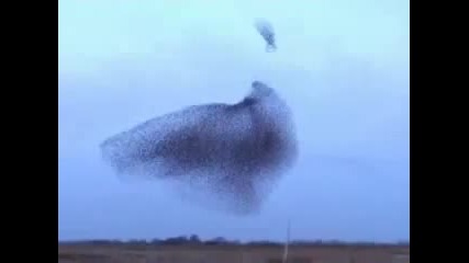 300, 000 птици ! шоу ! 