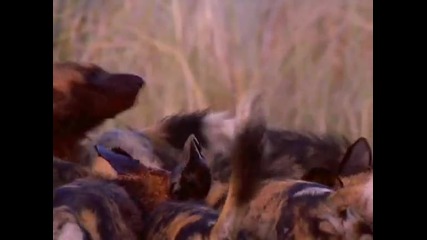 Ловът на голяма глутница Дивите Кучета 