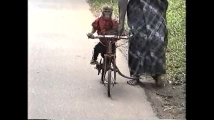 Маймуна кара колело!xd (смях)