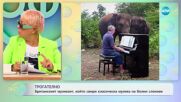Пианист свири класическа музика на слонове, изгубили зрението си