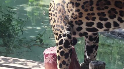 ЗАРАДИ ЖЕГИТЕ: Ягуар в зоопарк в Тексас получи ледени близалки