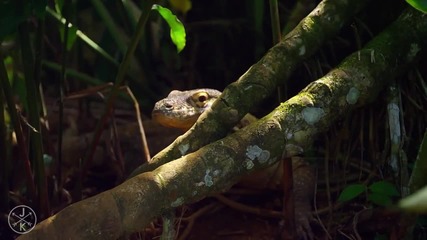 Животни от Коста Рика