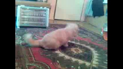 Лудо Коте