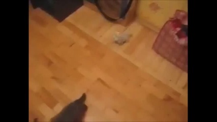 Котката на Чък Норис