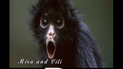 Haha klip4y
