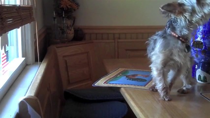 Howling Puppy Misses Mommy 