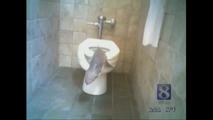 Жена намира Акула в обществена тоалетна