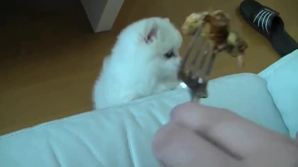 Много сладко кученце иска пица