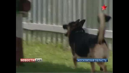 Служебни Кучета - М В Д ~ Россия