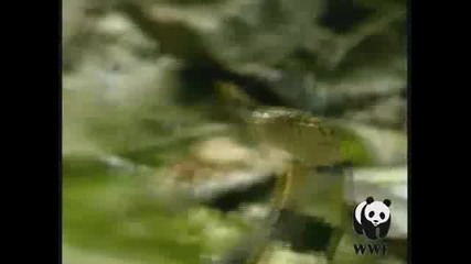 Wwf - Конго Басейнова преглед 