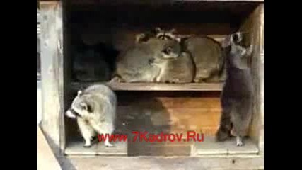 Парти На Енотите