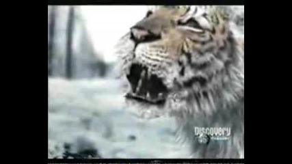 Animal Face - Off - Bear Vs Tiger