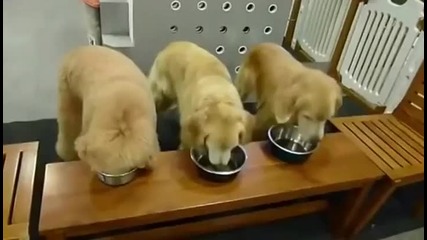 Кучета се молят преди храна , възпитано си отсервират паничките, след това