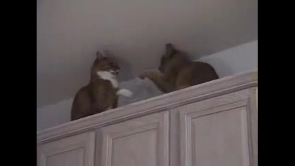 Cat Fight